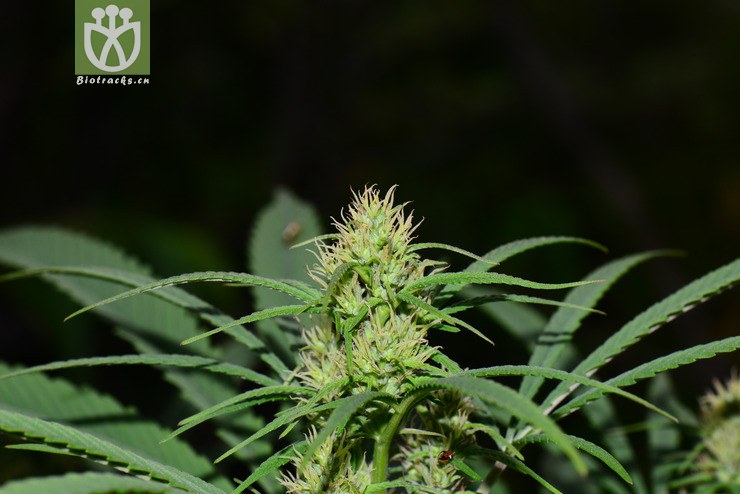 大麻(cannabis sativa) (0).jpg