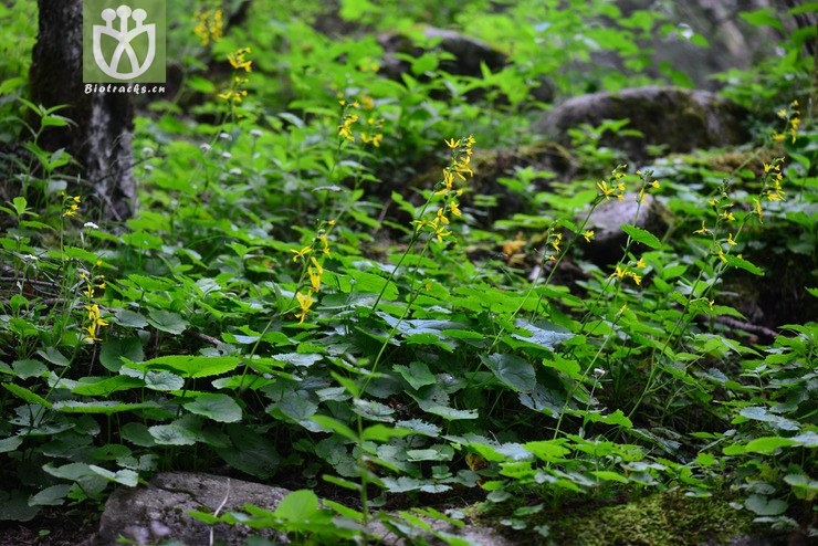 蹄叶橐吾(ligularia fischeri) (0).jpg 相邻时间拍摄的照片      张