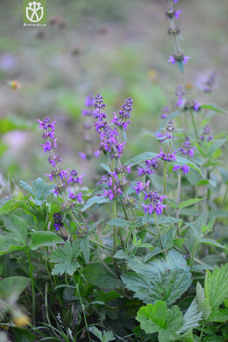 甘露子(stachys sieboldii) (0).jpg 相邻时间拍摄的照片      张