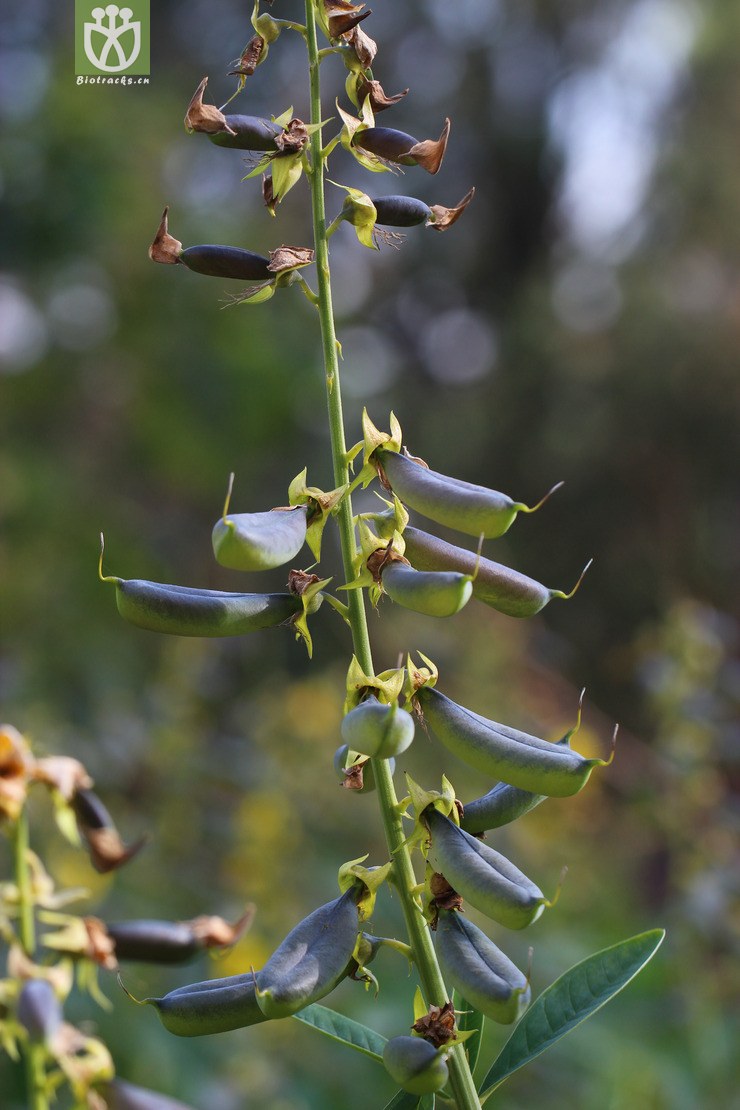 大猪屎豆(crotalaria assamica) (4).jpg 相邻时间拍摄的照片      张