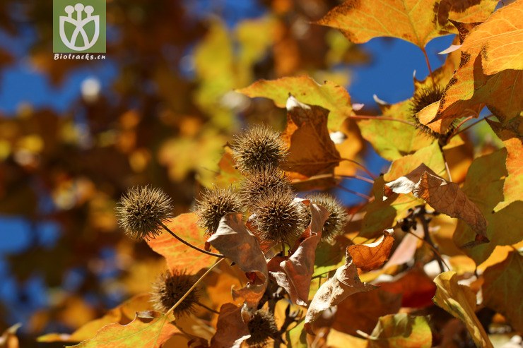 枫香树(liquidambar formosana) (0).jpg 相邻时间拍摄的照片      张