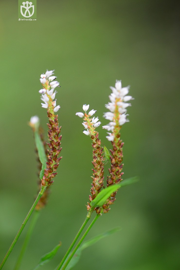 珠芽蓼(polygonum viviparum) (0).jpg 相邻时间拍摄的照片      张