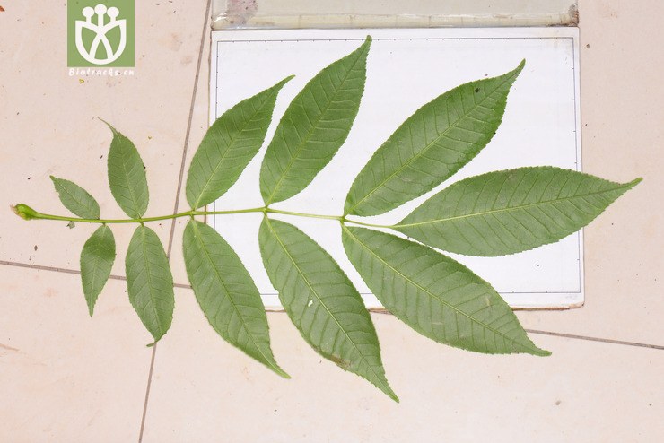 水曲柳(fraxinus mandschurica) (0).jpg 相邻时间拍摄的照片      张