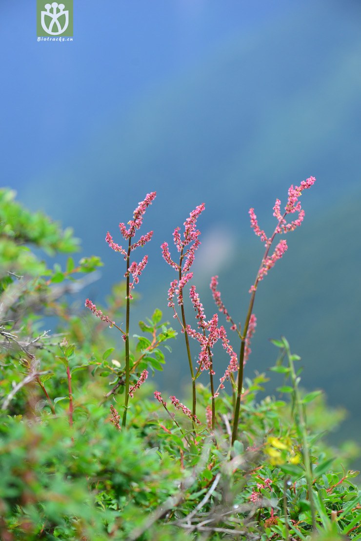 酸模(rumex acetosa) (2).jpg 相邻时间拍摄的照片     张