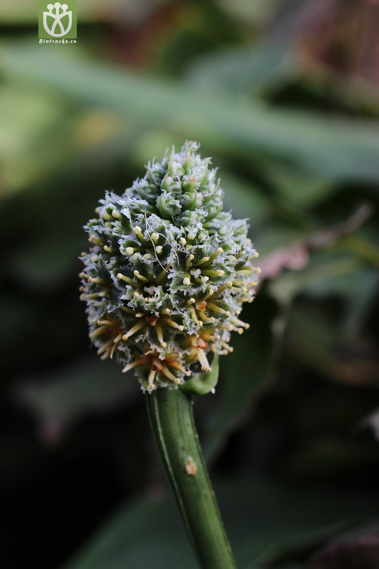 齿瓣开口箭(campylandra fimbriata) (0).