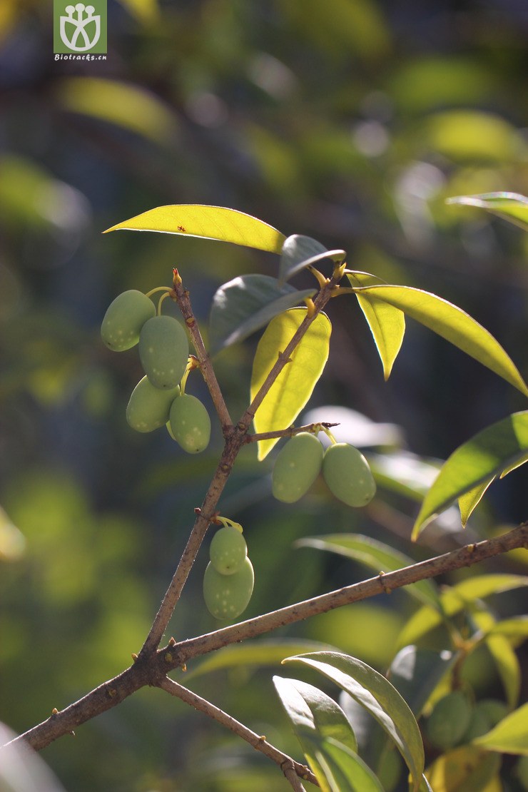 木樨(osmanthus fragrans) (10).jpg 相邻时间拍摄的照片      张