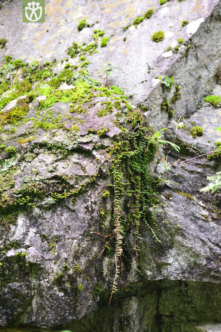 石蕨(pyrrosia angustissima) (11).jpg 相邻时间拍摄的照片      张