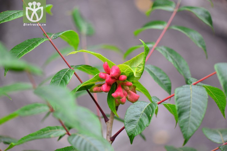 青麸杨(rhus potaninii) (0).jpg 相邻时间拍摄的照片      张