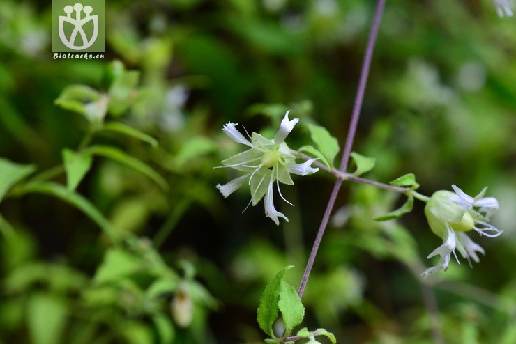 狗筋蔓(silene baccifera) (13).jpg 相邻时间拍摄的照片      张