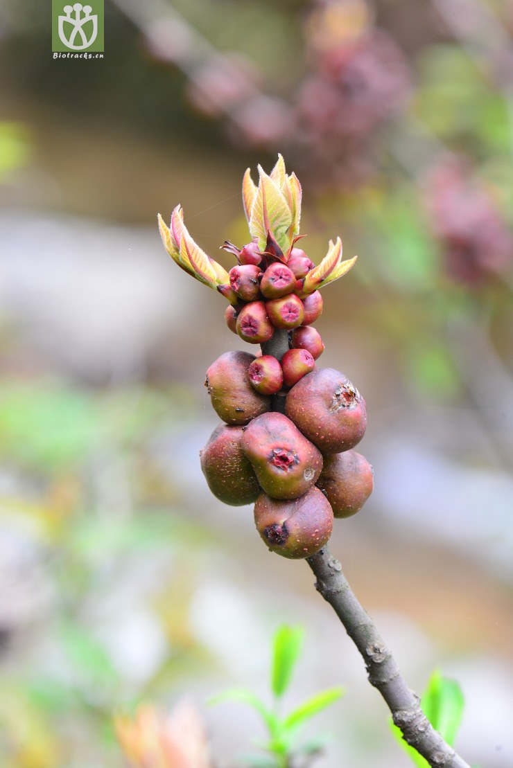 图片信息-kingdonia-植物云数据