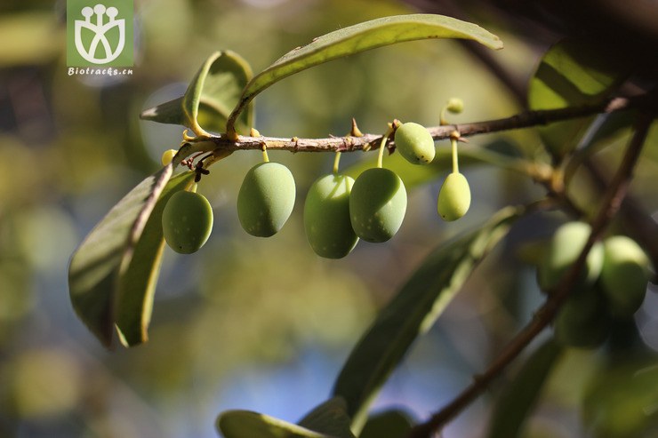 木樨(osmanthus fragrans) (11).jpg 相邻时间拍摄的照片      张