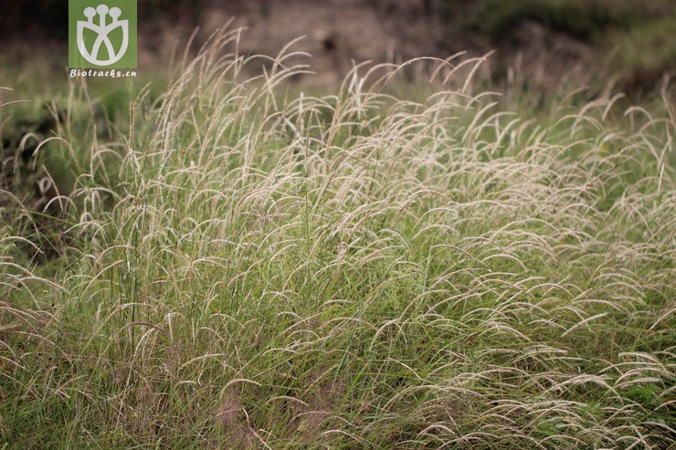 白草(pennisetum flaccidum) (0)jpg 相邻时间拍摄的照片     张