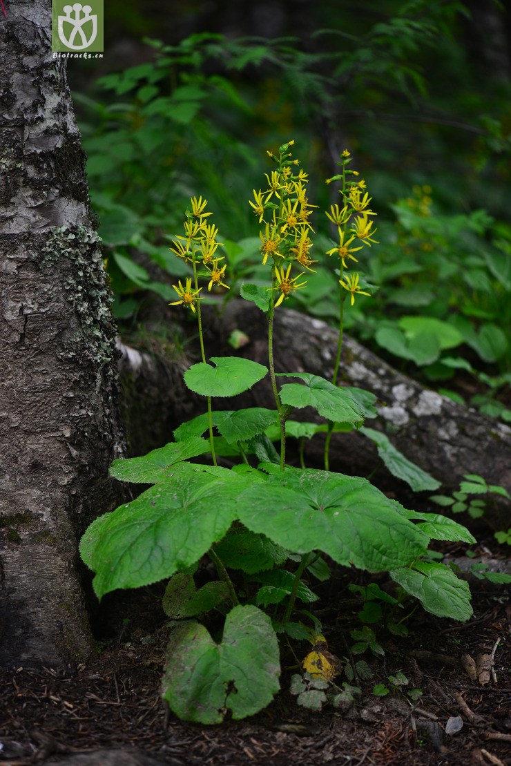 蹄叶橐吾(ligularia fischeri) (2).jpg 相邻时间拍摄的照片      张