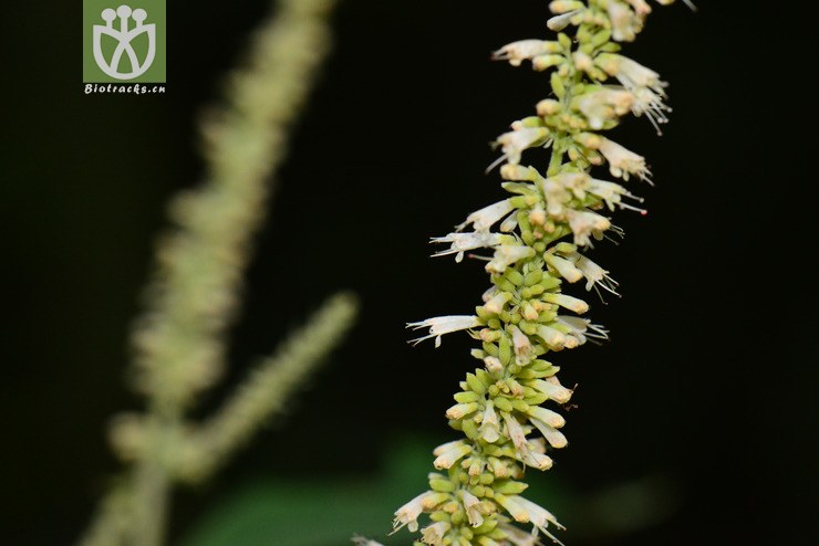 100% 鸡骨柴(elsholtzia fruticosa) (5).