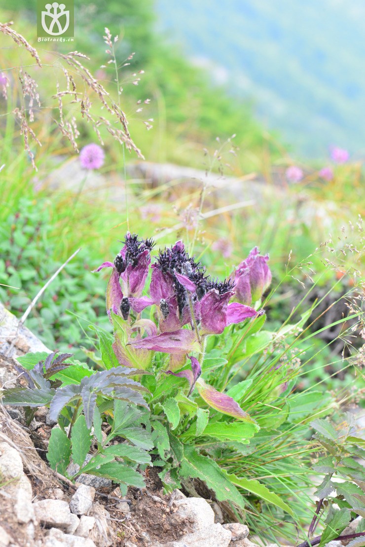 紫苞雪莲图片