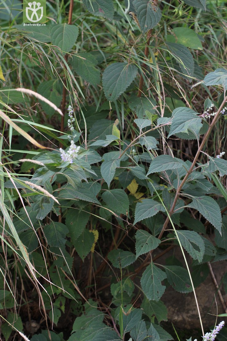 毛萼香茶菜(isodon eriocalyx) (3)jpg 相邻时间拍摄的照片      张