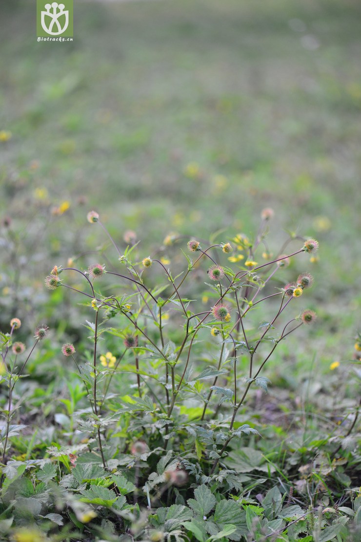 路邊青(geum aleppicum) (3).jpg 相鄰時間拍攝的照片 張