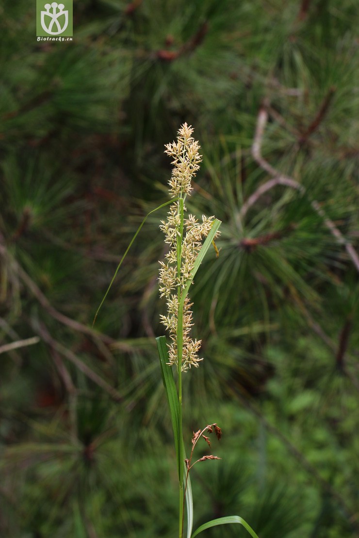 浆果薹草(carex baccans) (8).jpg