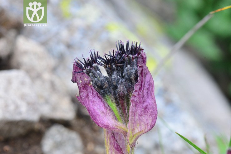 紫苞雪莲(saussurea iodostegia) (2).
