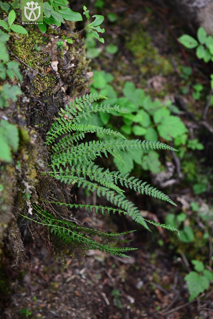 图片信息-kingdonia-植物云数据