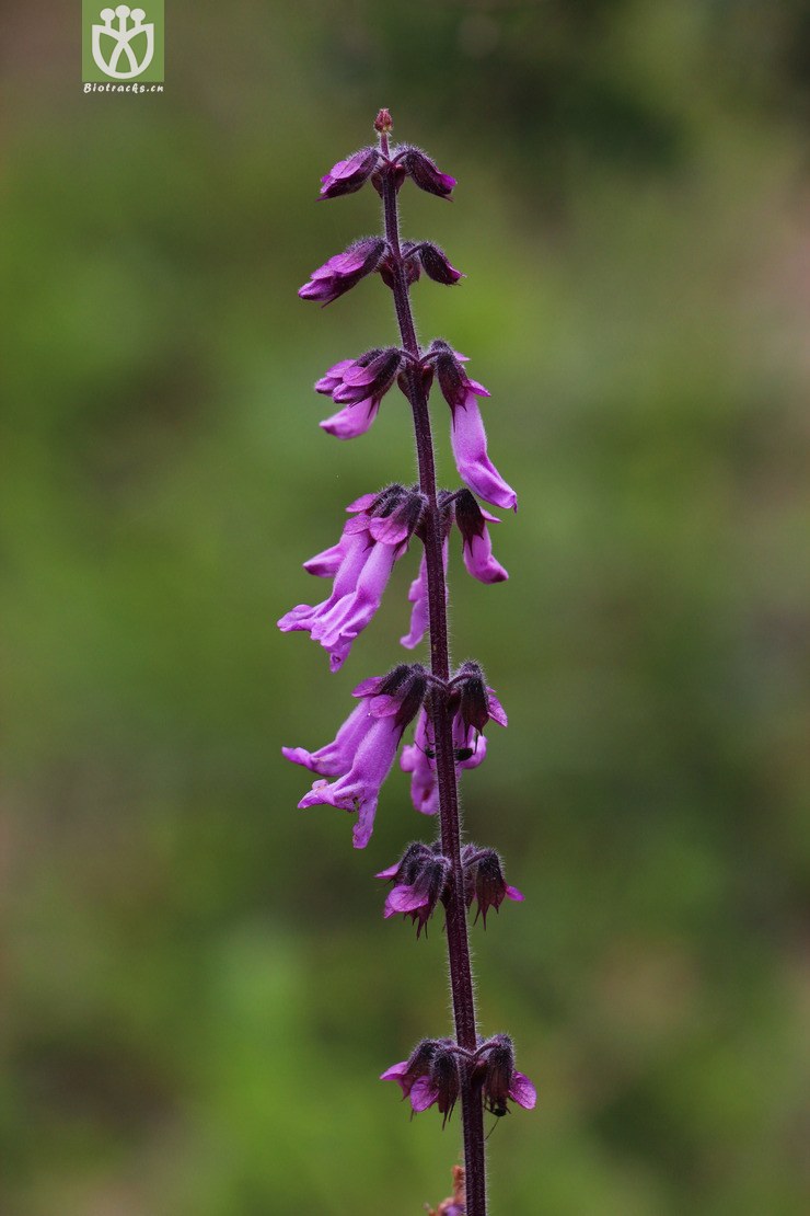 鸡脚参(orthosiphon wulfenioides) (6).jpg