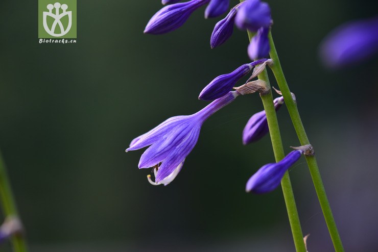 紫萼(hosta ventricosa) (16).jpg 相鄰時間拍攝的照片 張