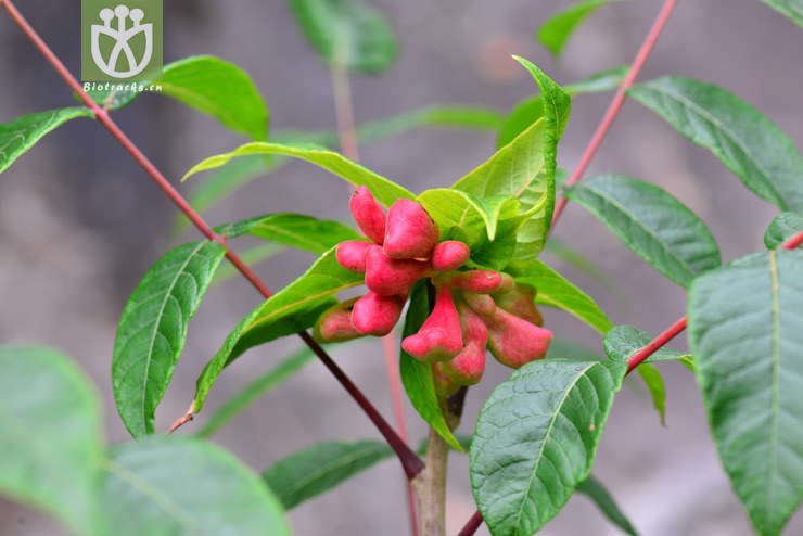 青麸杨(rhus potaninii) (2).jpg 相邻时间拍摄的照片      张