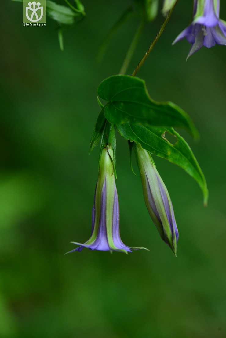 双蝴蝶(tripterospermum chinense) (7).