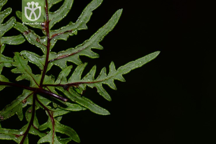 裸叶粉背蕨(aleuritopteris duclouxii) (2).