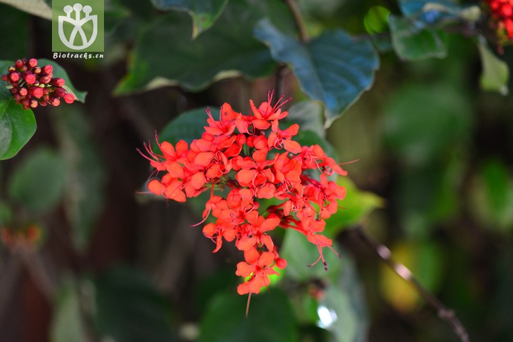 红龙吐珠(clerodendrum splendens) (0).