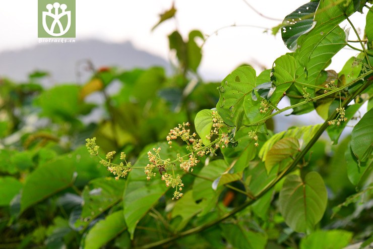 全缘刺果藤(byttneria integrifolia) (13).