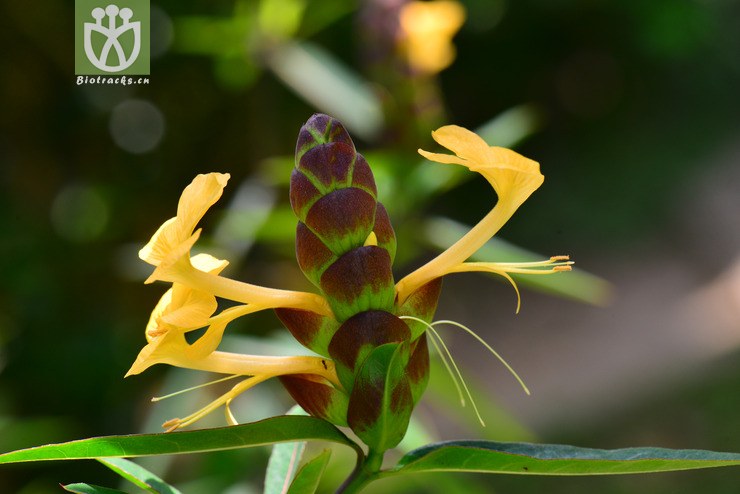 花叶假杜鹃(barleria lupulina) (8).jpg 相邻时间拍摄的照片      张