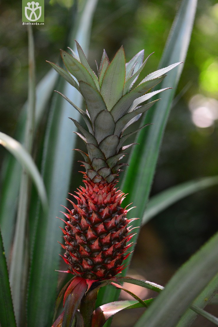 凤梨(ananas comosus) (1).jpg 相邻时间拍摄的照片      张