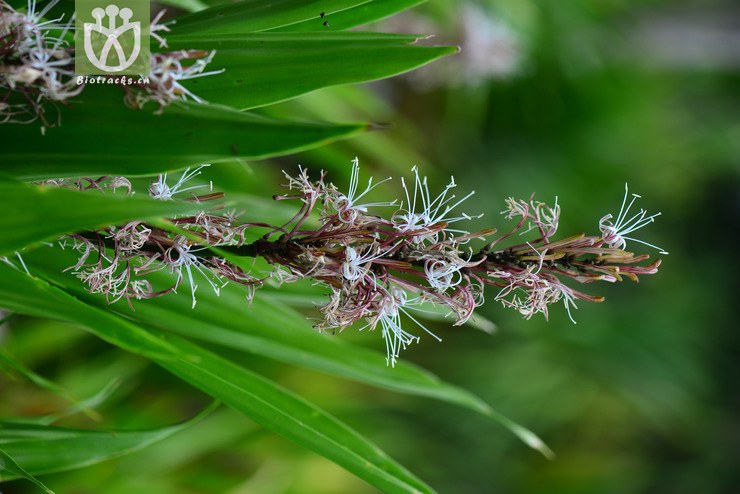 100% 长柄竹蕉(dracaena aubryana) (6).