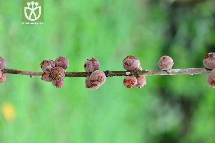 雞嗉子榕(ficus semicordata) (1).jpg 相鄰時間拍攝的照片 張