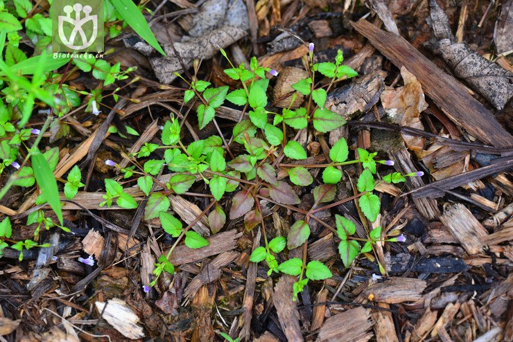 母草(lindernia crustacea) (5).jpg 相邻时间拍摄的照片      张