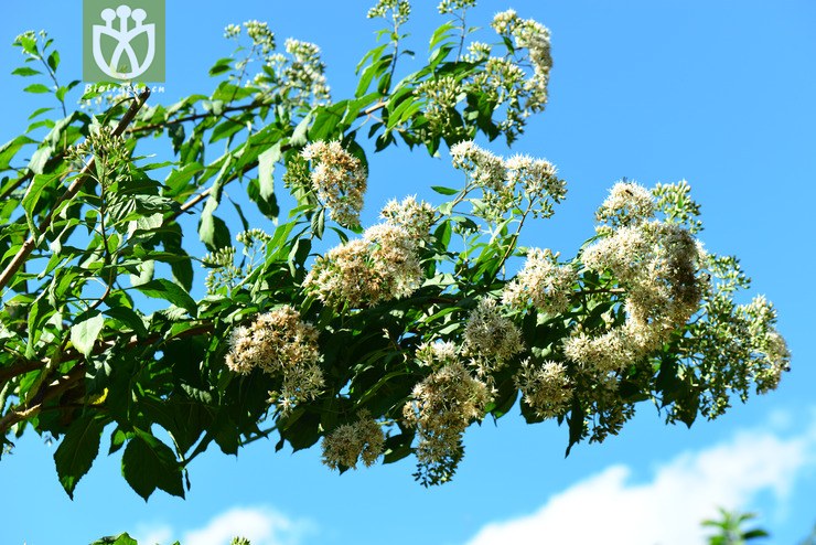 扁桃斑鸠菊(vernonia amygdalina) (0).