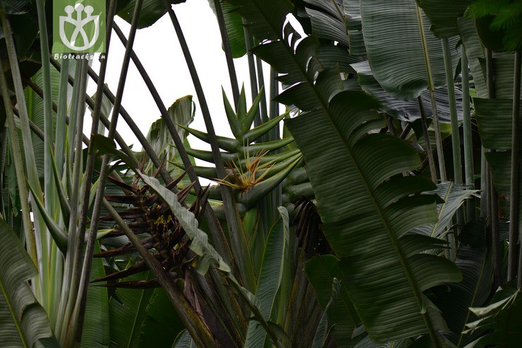 旅人蕉(ravenala madagascariensis) (2).