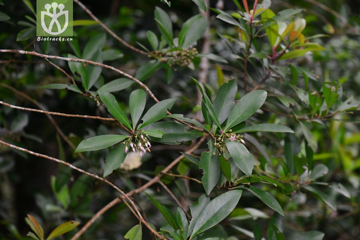 东方紫金牛(ardisia elliptica) (5).jpg 相邻时间拍摄的照片      张