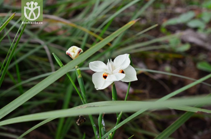 雙色野鳶尾(dietes bicolor) (4).jpg 相鄰時間拍攝的照片 張