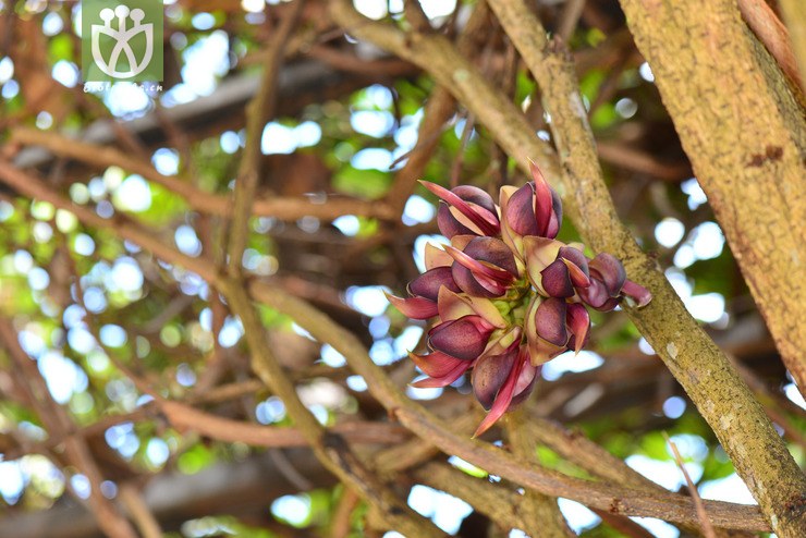 大果油麻藤(mucuna macrocarpa) (19).