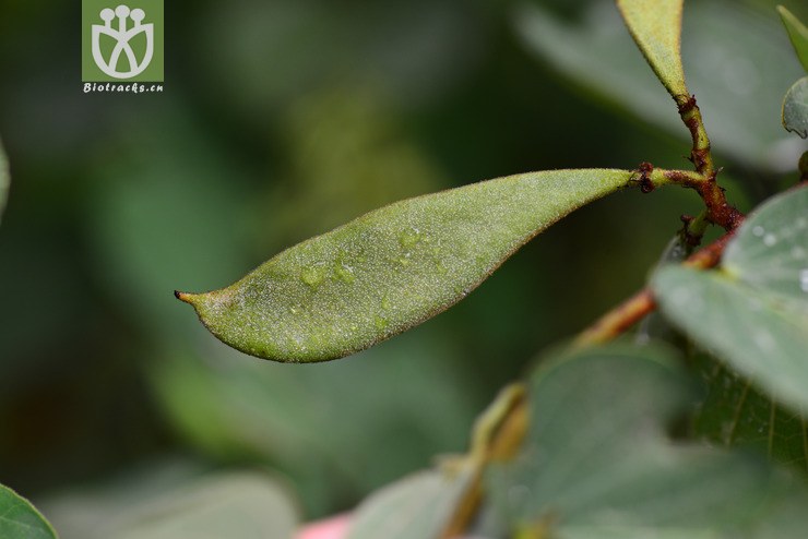 鞍叶羊蹄甲(bauhinia brachycarpa) (0).