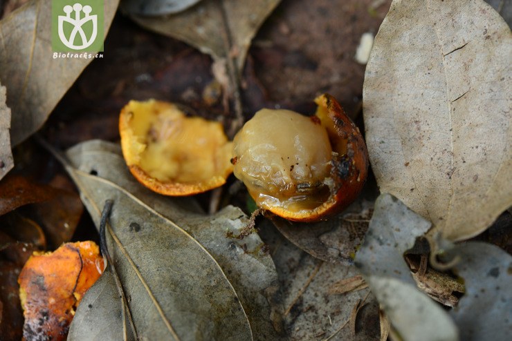 马钱子(strychnos nux-vomica) (11).jpg 相邻时间拍摄的照片      张