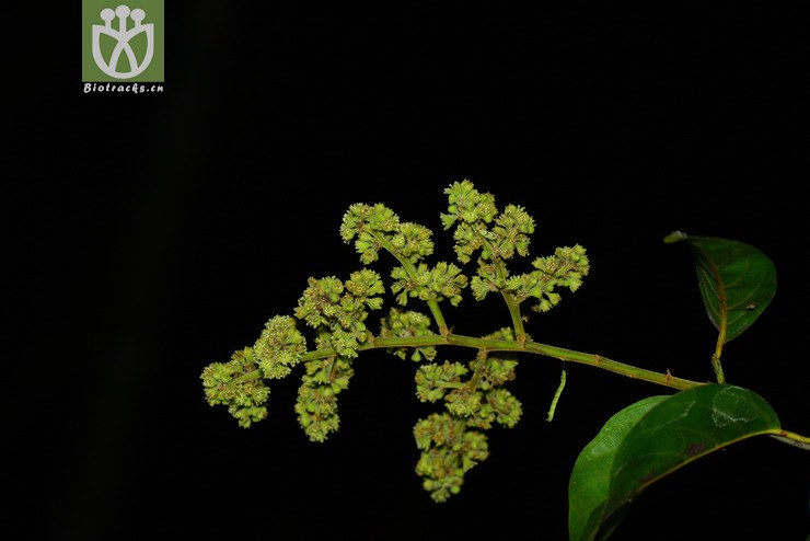 毛果翼核果(ventilago calyculata) (28).