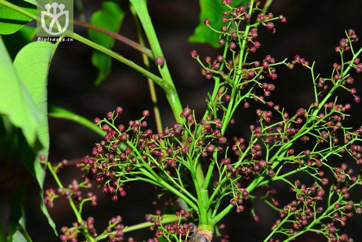 南酸枣(choerospondias axillaris) (12).