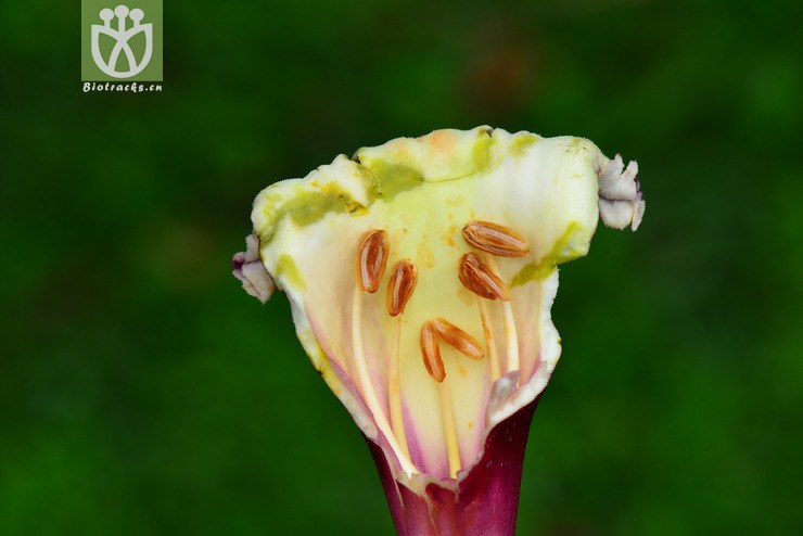 木蝴蝶(oroxylum indicum) (9).jpg 相邻时间拍摄的照片      张