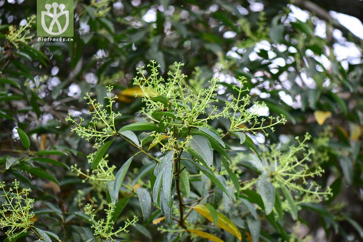 钝叶桂(cinnamomum bejolghota) (1).jpg 相邻时间拍摄的照片      张