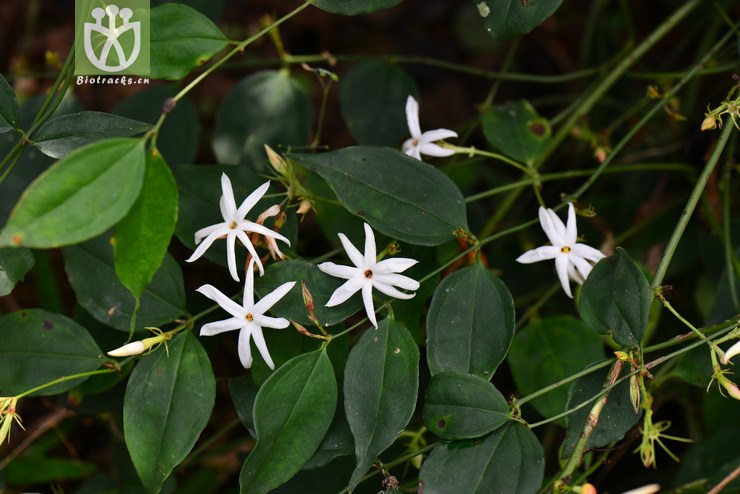 100% 青藤仔(jasminum nervosum) (0).