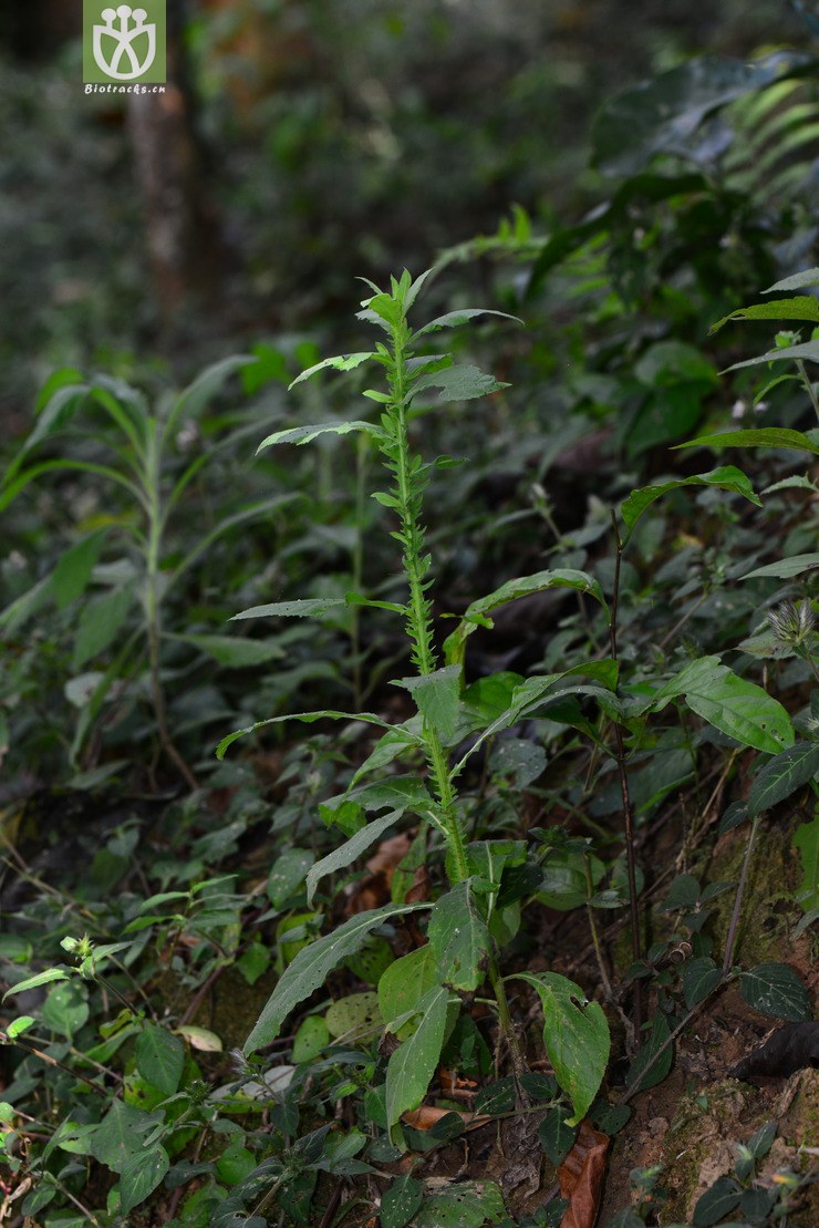 六棱菊(laggera alata) (0).jpg 相邻时间拍摄的照片      张