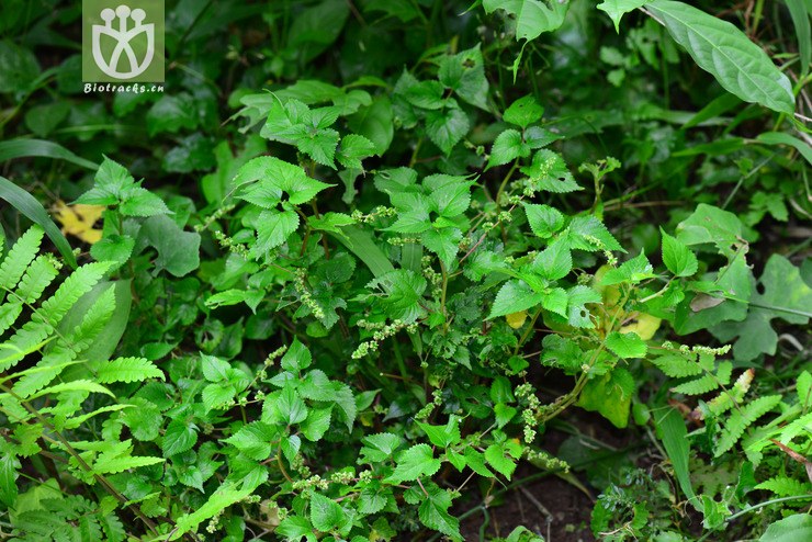 红小麻(laportea interrupta) (3).jpg 相邻时间拍摄的照片      张